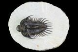 Spiny Comura Trilobite - Top Quality Specimen #108755-1